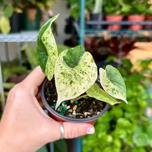 Alocasia dragon scale mint - 4” pot