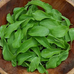 Astro Arugula Seeds