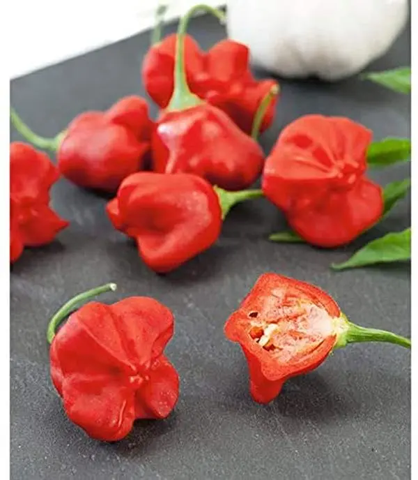Jamaican Hot Pepper - 25+ seeds