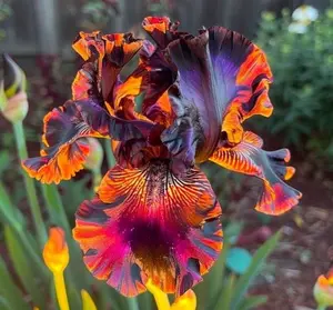50 Heirloom Firestorm Iris Seeds Fragrant Flower Plant (much less money than bulbs) - FRESH SEEDS - Limited Supply - Order Soon - Thank You