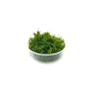 Mini Christmas Moss