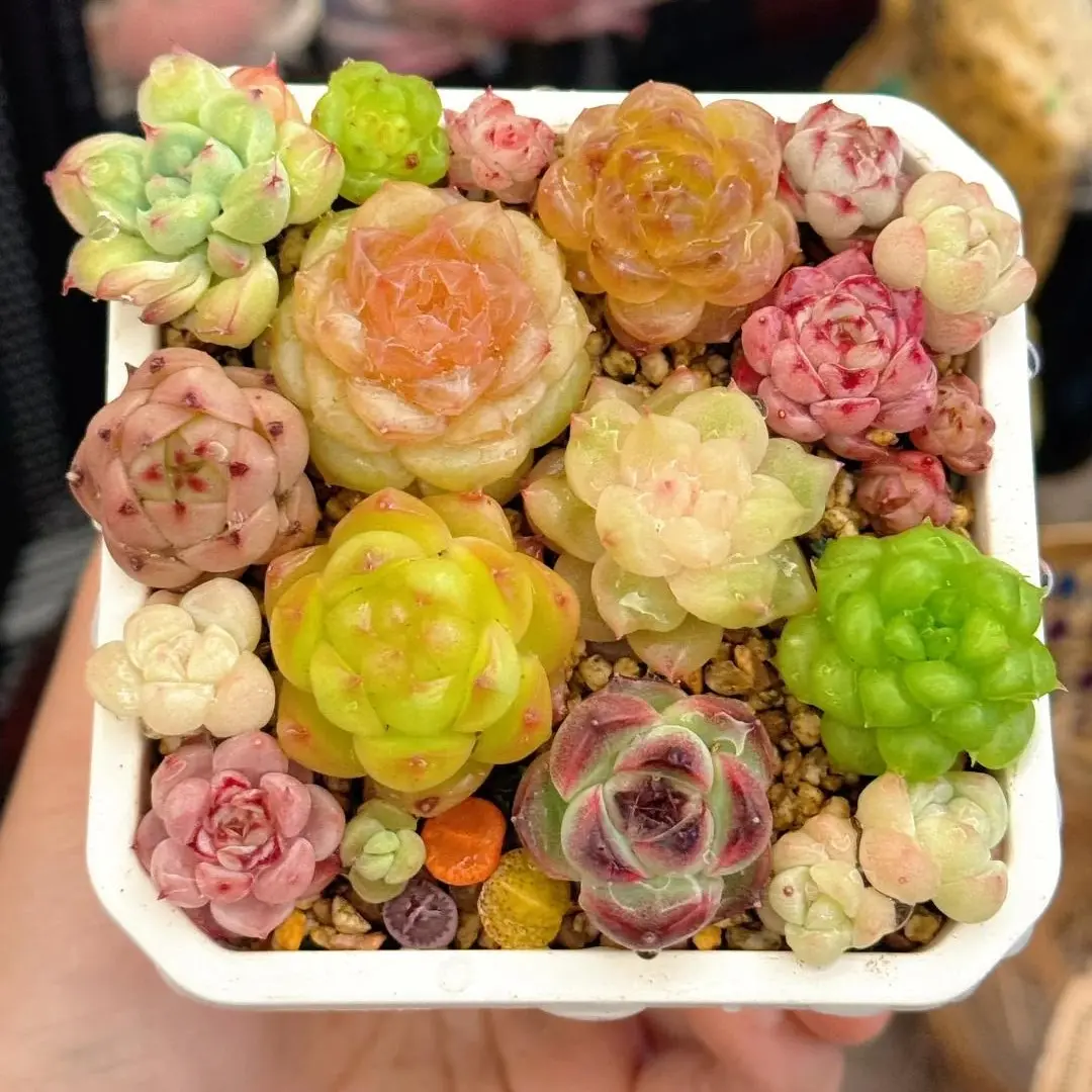 12-Pack Succulent Set (0.5–1.5”) – Assorted Mini Succulents, Random Varieties, Easy Care Live Plants, Bare Root, Indoor Decor, Beginner Friendly