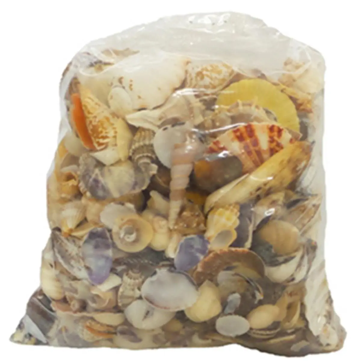 212 MAIN U.S. Natural Shell 08009 Medium World Mix Seashells - 5 lbs, Nautical Decoration, Home Accents, Vase Fillers, Hand Washed Art and Craft Supplies, Water Sports Rowing/Crew Accents