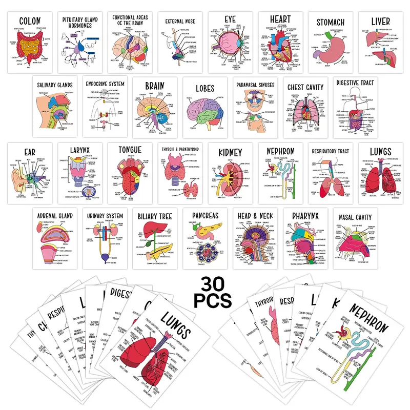 30 Organ Flashcards, Human Body System Cards, Medical & Nursing Guide, Anatomy Study Aids, Key Terms Diagrams, Learning Materials, Vocabulary Flashcards Set, Visual Stimulation Cards, Flashcards For Studying