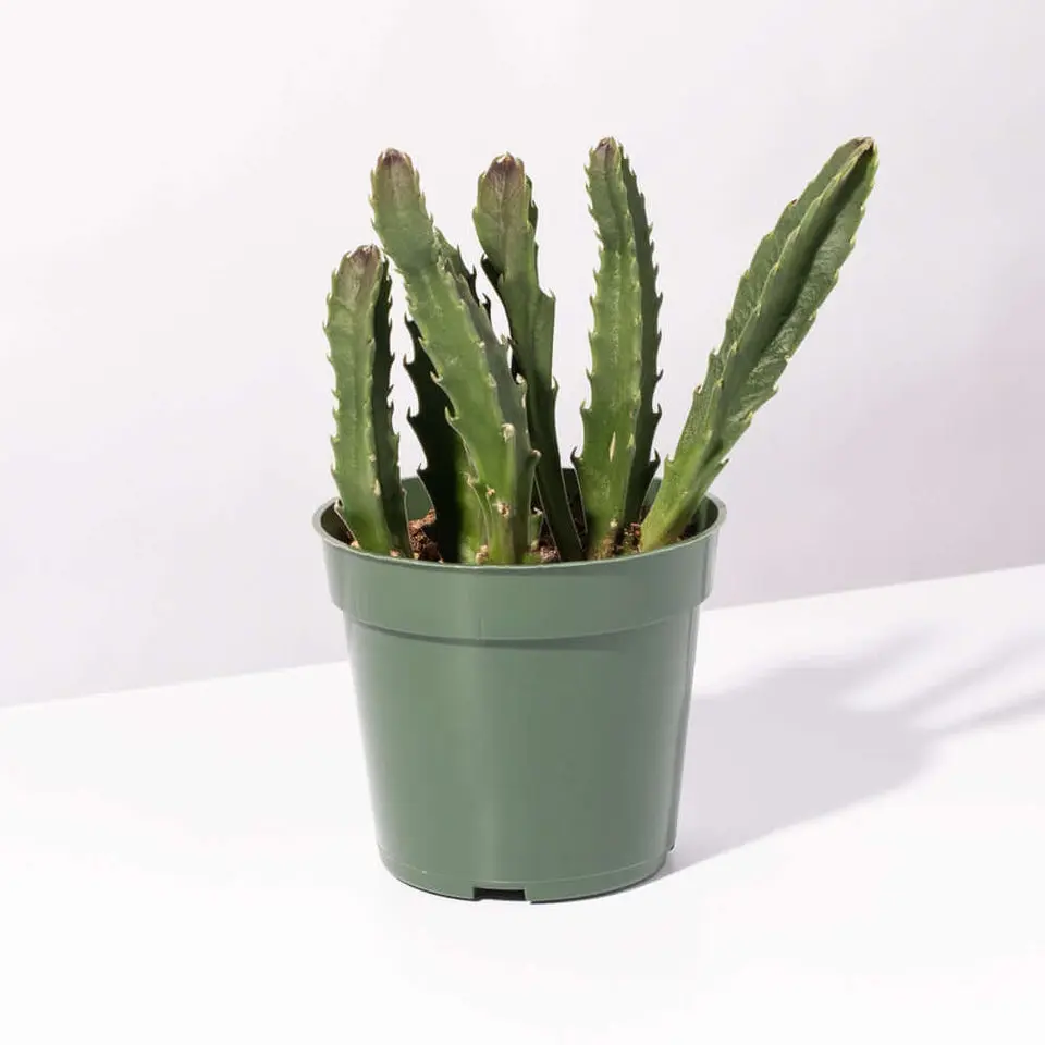 Stapelia Gigantea Zulu Giant Stafish Succulent