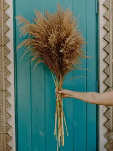 Medium Droopy Brown Natural Pampas Grass
