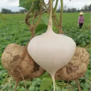 Jicama Seeds for Planting – Crunchy Sweet Root Vegetable, Fast Growing Mexican Yam Bean for Indoor Outdoor Home Garden
