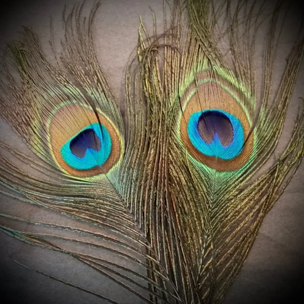 Peacock feathers