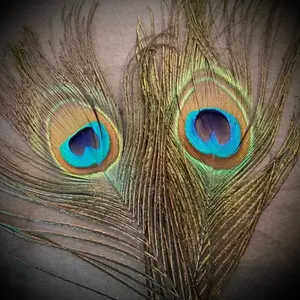 Peacock feathers