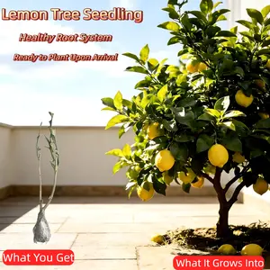 Fast-Growing Lemon Tree Seedling – Bare Root, Healthy Root System, Well-Developed, Ready to Plant – Ideal for Balcony, Garden, Orchard – Easy to Grow, Great for Beginners Perennial Saplings Non-GMO Fruit Compact