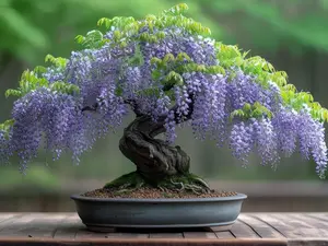 Purple Wisteria Bonsai Tree Seedling for Planting (One Seedling)