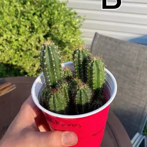 Mystery Cactus Seeds ~ 100 Seed ct. Vendor’s Choice : Saguaro Echinopsis Opuntia Barrel Xeriscape Garden