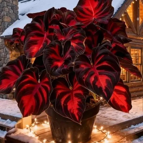 Black-Red Hosta Seeds Exotic Bicolor Foliage for Dramatic Garden Appeal Perennial Plant Ideal Gardeners All Seasons, Shade Tolerant, Striking Red-Black Contrast