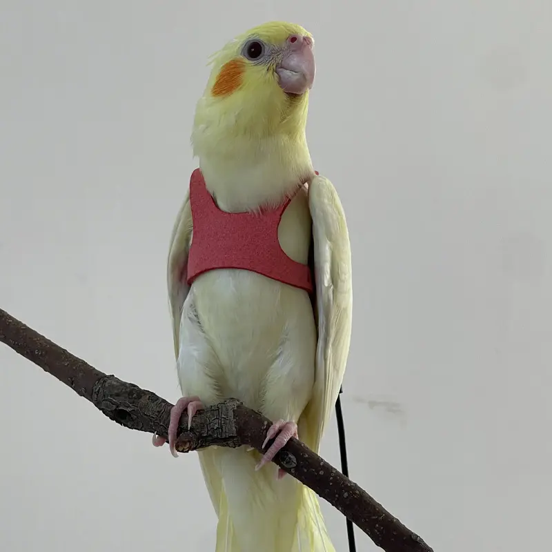 2pcs Bird Vest Integrated Design Easy Wear Bird Release Suit + Traction Rope, Supplies, Comfort & Safety for Avian Care, Ideal for Training & Release