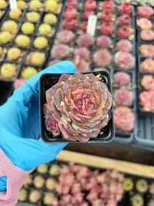 Echeveria Rose Lotus – April Farm/Rare Succulent