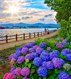 100pcs Blue Pink Purple Hydrangea Seeds - Stunning Perennial Flowers for Colorful Garden Blooms - Hardy Plant Seeds for Gardening Enthusiasts - Easy-to-Grow Variety for Landscape Beautification