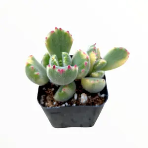 Cotyledon tomentosa Variegated Bear's Paw