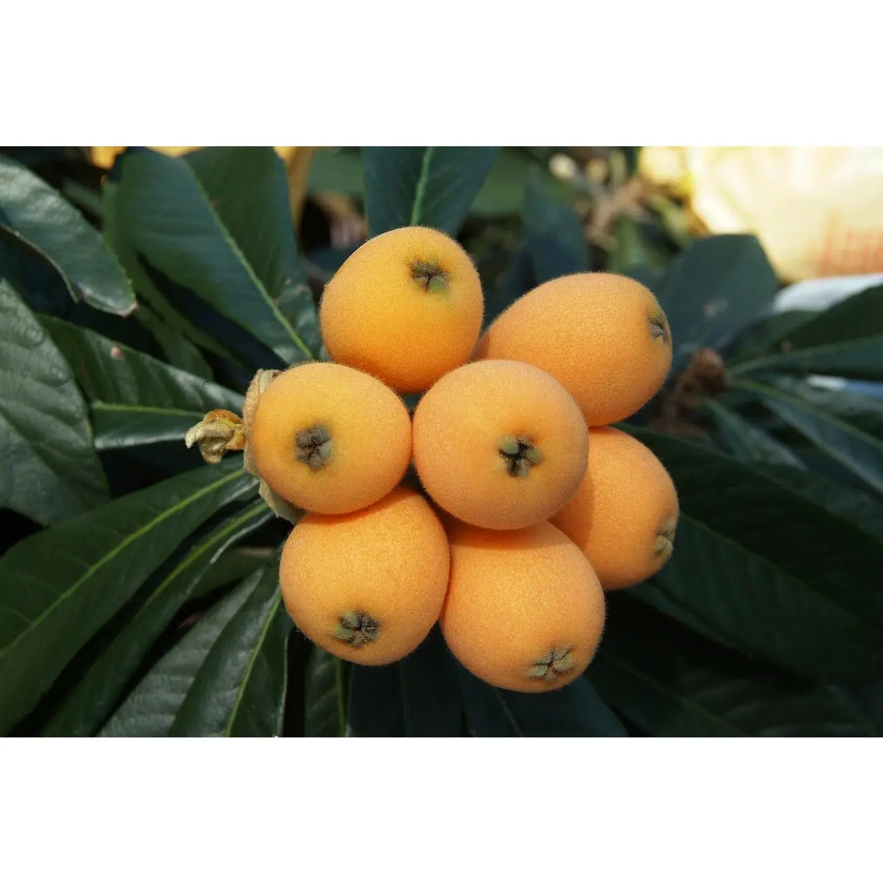 Low-Maintenance Live Fruit Starter Plants - Orange Loquat Tree, Sweet Yellow Plum, Mispero Nispero Seedlings for Fruit Tree Planting, Garden Use (For Nature Lovers, With Health Benefits)