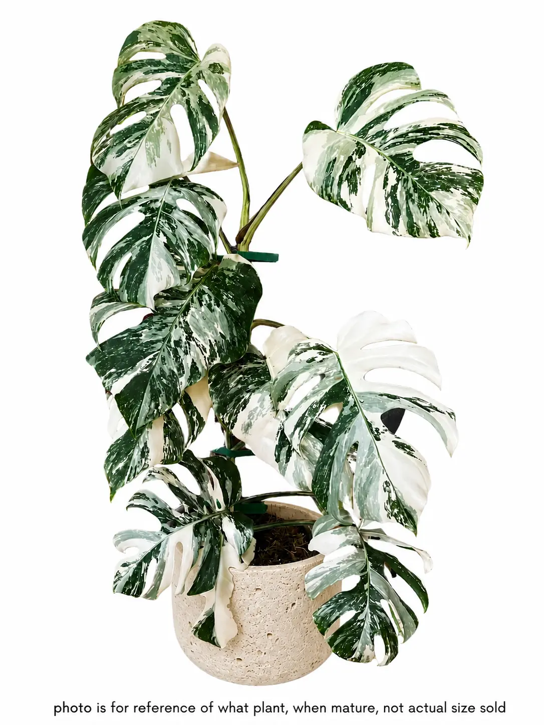 Monstera Deliciosa Albo Variegated Tissue Culture (TC) House Plant | Growers  Choice