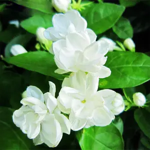 100 PCS Fragrant Jasmine Seeds for Planting, Garden Flower Seeds for Outdoor Landscape and Home Garden