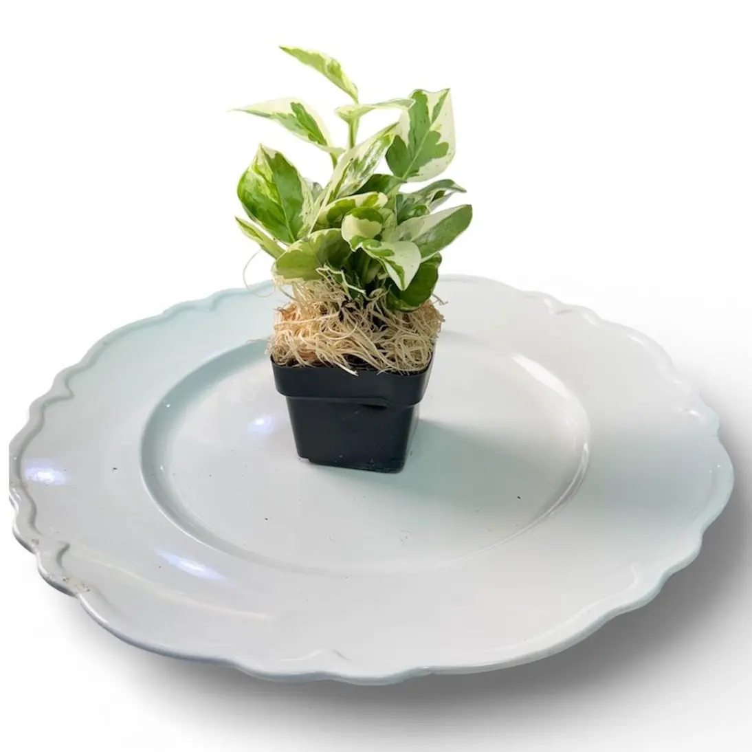 Tofu's Tanks Pothos "N'Joy" - Grows great with roots in aquarium water and leaves in air
