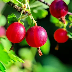 Red Gooseberry Live Plant for Growing - One Year Old Seedling