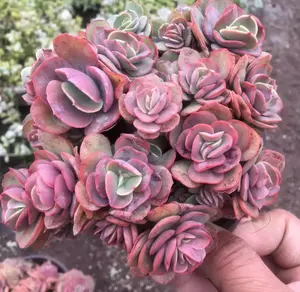 Xiuyan - Live Succulent Plants Potted Succulents Plants Live House Plants in and Succulent Soil Mix- Little Red Heart