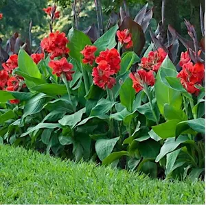 10 RED CANNA LILY INDICA SEEDS INDIAN SHOT Arrowroot Flowers Attracts Hummingbirds