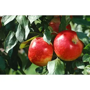 3 Ft. Cortland Apple Tree with Ruby Red Fruit Great for Baking Pies Nocturnal Gardens