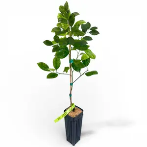 Calamondin Tree | US Citrus Nursery | Sweet Tangy Kalamansi, Asian Cooking Citrus, Natural Live Citrus Plant, Indoor Outdoor Container Fruit Tree | No Ship CA AZ LA FL