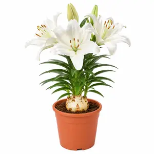 Fragrant White Lily Flower Bulbs | Ready-to-Plant Potted Plants for Balcony & Home Garden