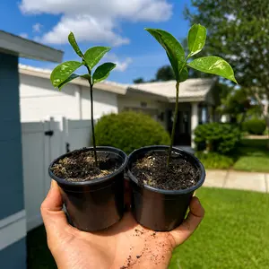 Live Soursop Seedling 4 to 8 Inches Tropical Annona Muricata Fruit Tree Starter Plant