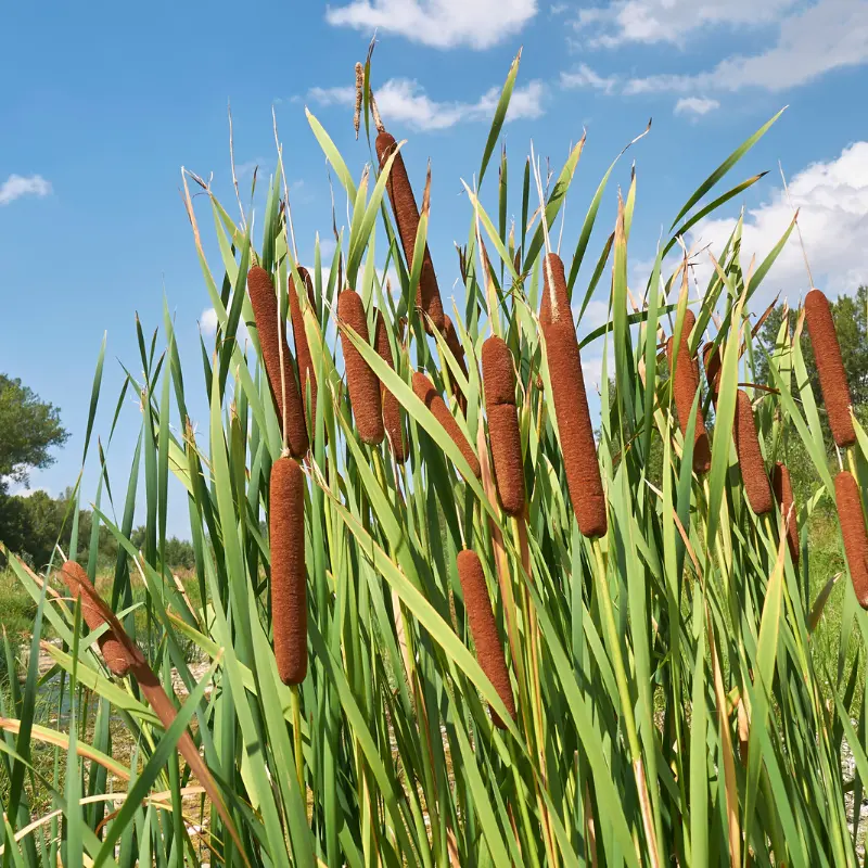 Cattail Seeds (Typha latifolia) Wetland native ideal for ponds, rain gardens, and habitat restoration. Provides shelter for wildlife and natural water filtration