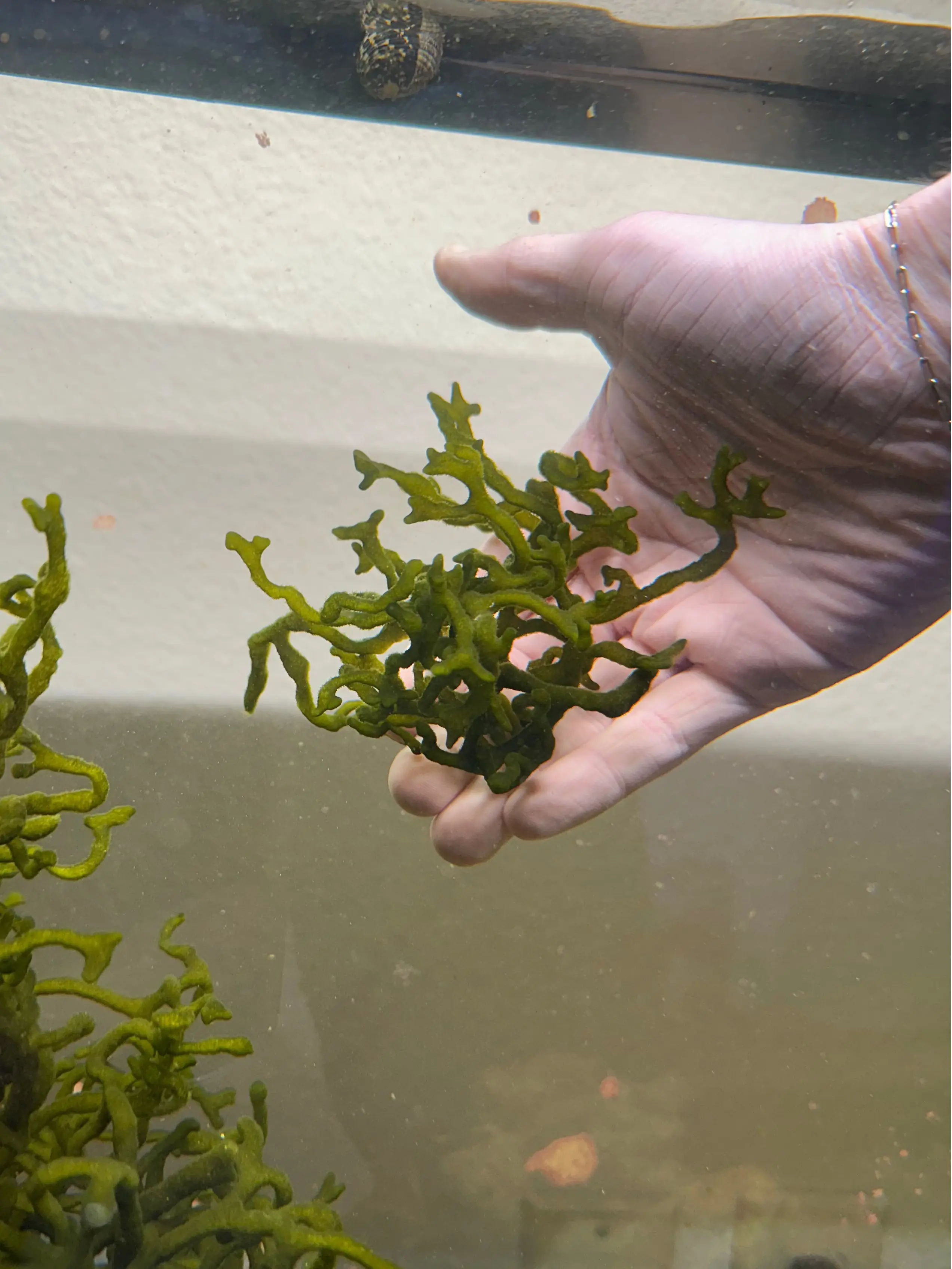 Codium Macroalgae Codium Macroalgae
