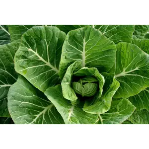 Heirloom Organic Yellow Cabbage Collard Seeds