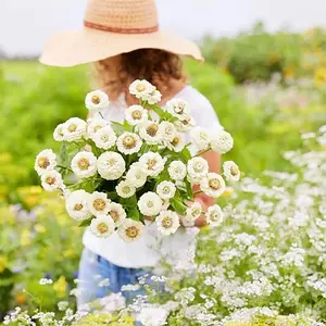200pcsLilliput White Zinnia Heirloom Seeds - Non-gmo Garden Seeds for Vibrant Blooms
