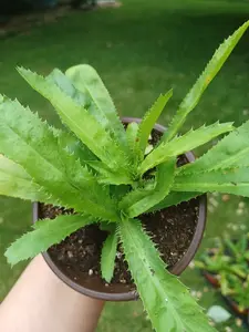 Culantro Recao , Vietnamese Coriander, Ngo Gai, 1 Live plant