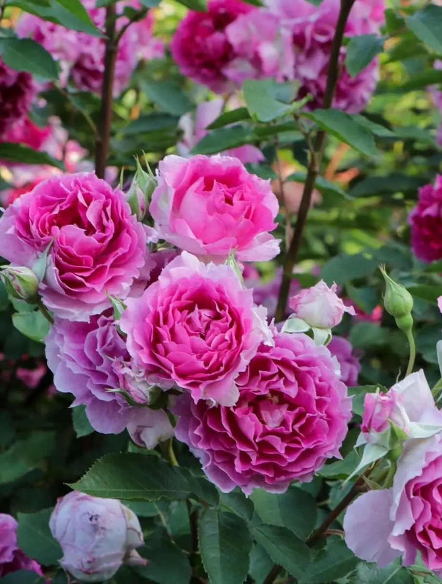 Rose  [Scheherazade] 1.5 Gal Live Plant | Shrub Rose |  Floribunda-Style Garden Rose  | Takunori Kimura