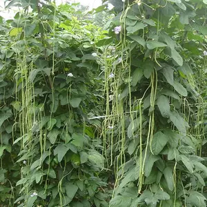 30+ Yard Long Bean Seeds Asian Vegetable Long Bean String Beans Productive USA