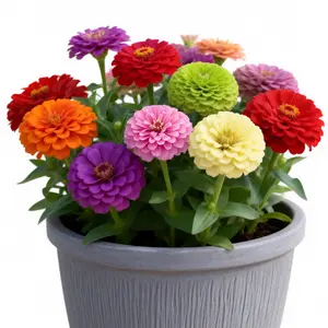 100 California Giants Zinnia Seeds – Hardy Mixed Color Varieties with Large Blooms, Low-Maintenance for Beginner Gardeners