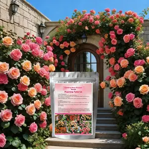 200PCS  Climbing Rose Seed Colorful Rose Vine Flower Seeds for Walls Fences Trellises Perennial Garden Seeds