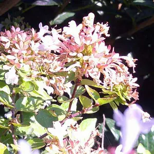 Product Review of Auto Focus Digital Camera, 1 Count Full HD 1080P/48MP Mini with 32G Memory Card, Ff (F/3.2, f=7.36mm), 16x Zoom for Teenagers Beginners, Mini Camera, Electronic Portable Camera from ** ☆**