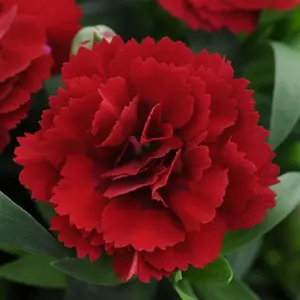 Dianthus Oscar ‘Dark Red’ - 4" Pot