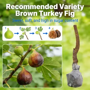 Live Fig Tree Plant – Grow Your Own Fresh Figs at Home, Beginner-Friendly