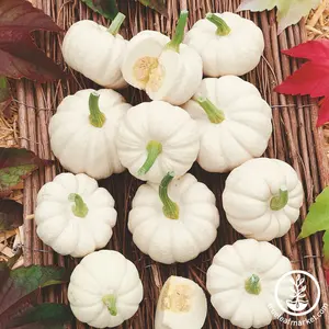 Pumpkin Seeds - Baby Boo