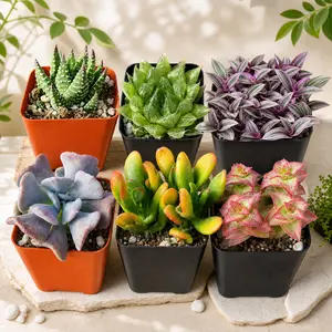 Live Succulent Variety Pack, Well Rooted Vibrant Colorful Assortment, Easy Care Beginner Friendly Home Office Desktop Decor