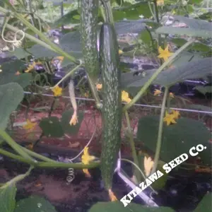 Cucumber Seeds - Dragon Suhyo Cross Hybrid