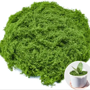 50g / 1.76oz Preserved Reindeer Moss, Natural Green Preserved Moss for Crafts, Moss Wall Art, Terrariums, Potted Plants Soil Cover, Wedding & Home Decor, No Maintenance Artificial Moss for DIY Projects