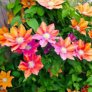 Clematis Seeds Non-GMO – Easy-to-Grow Climbing Clematis Seeds, Fragrant Colorful Flowers, Balcony & Garden Ornamental Vine, Beginner-Friendly