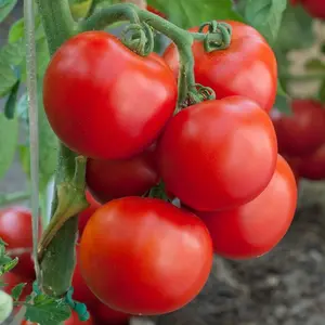 100Pcs Early Girl Tomato Seeds For Planting for Planting